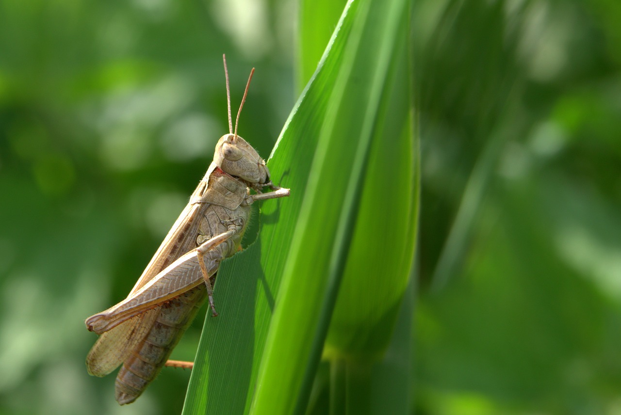 grasshopper tettigonia viridissima cricket free photo