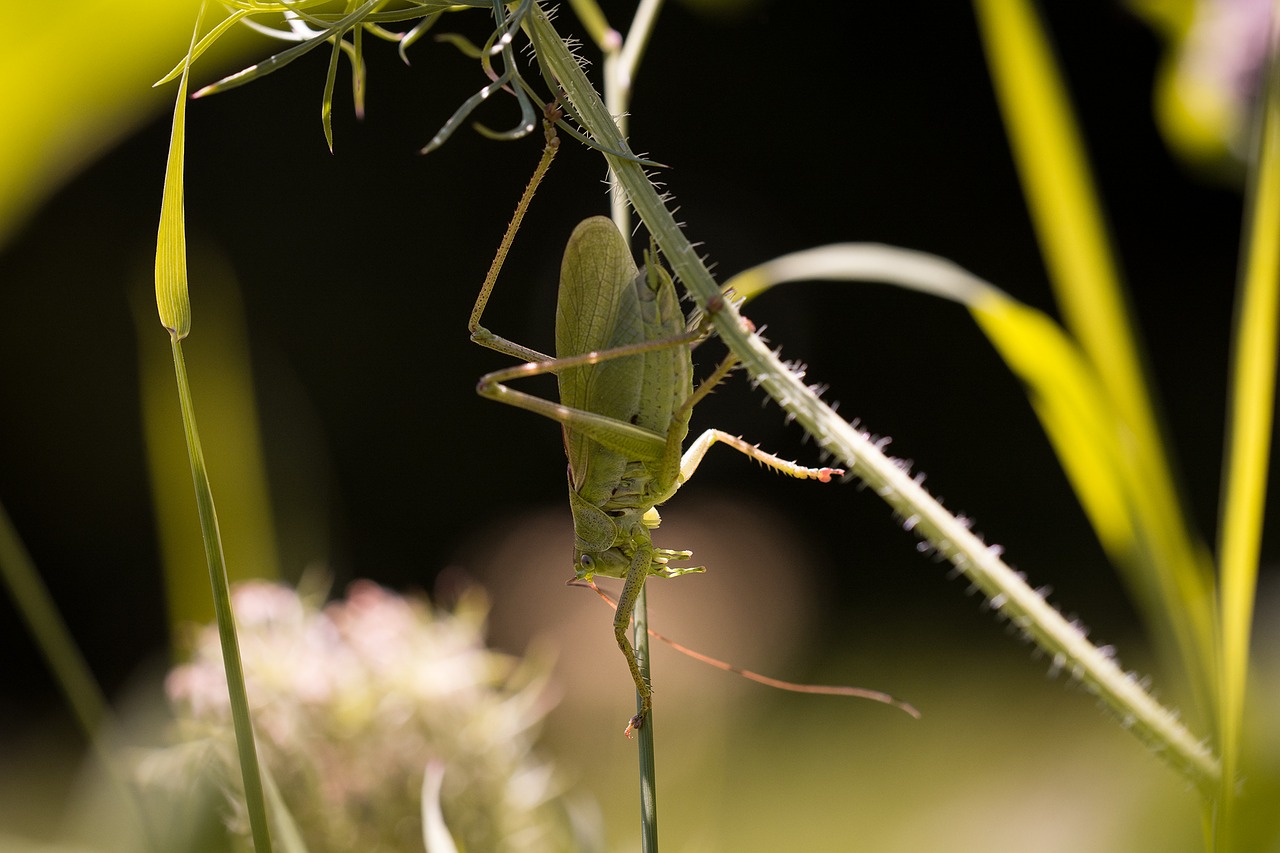 grasshopper insect animal free photo