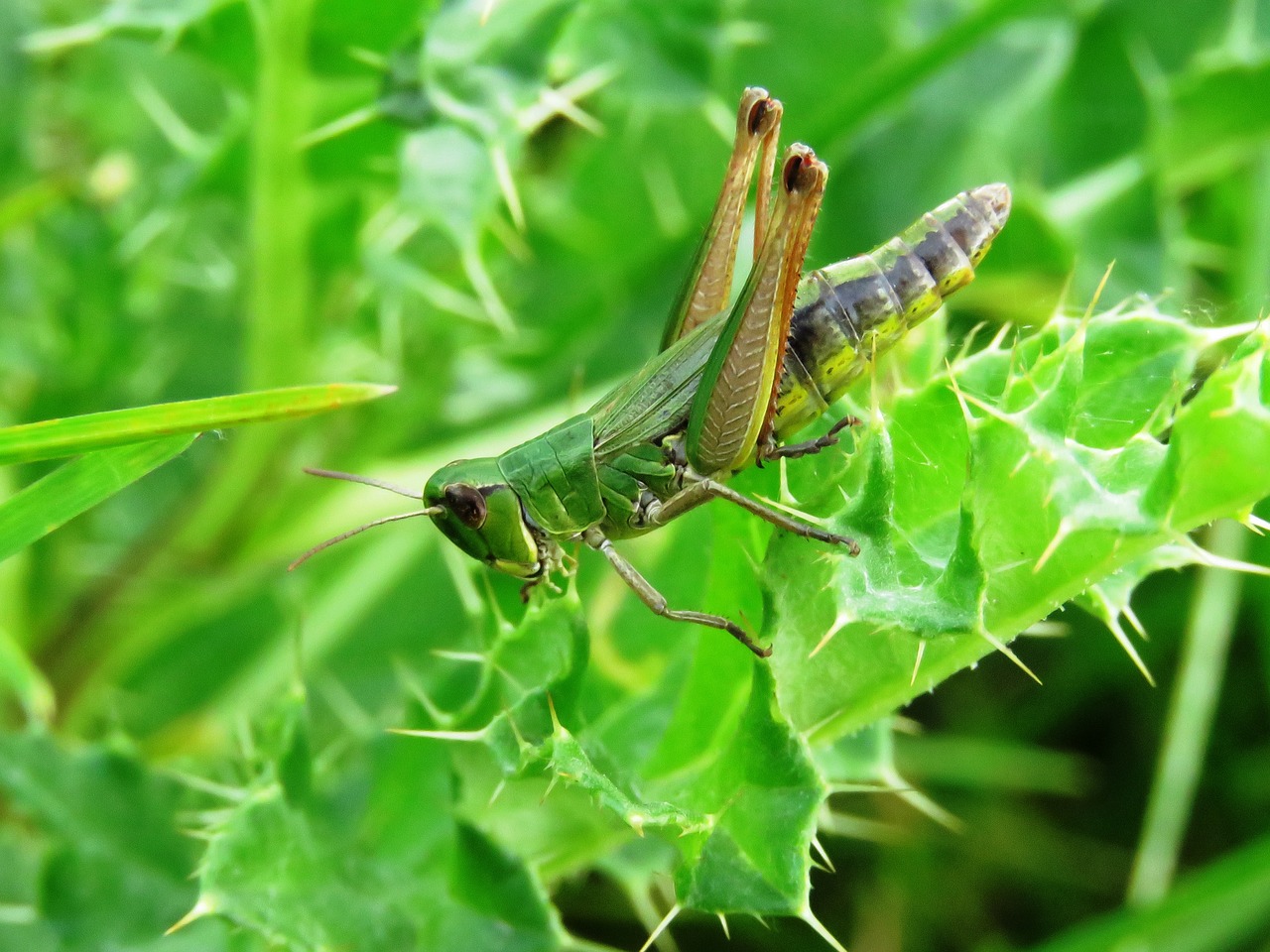 grasshopper green insect free photo