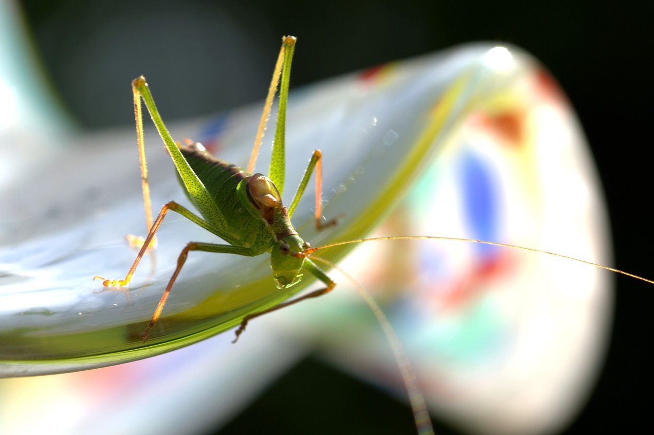 grasshopper green close free photo