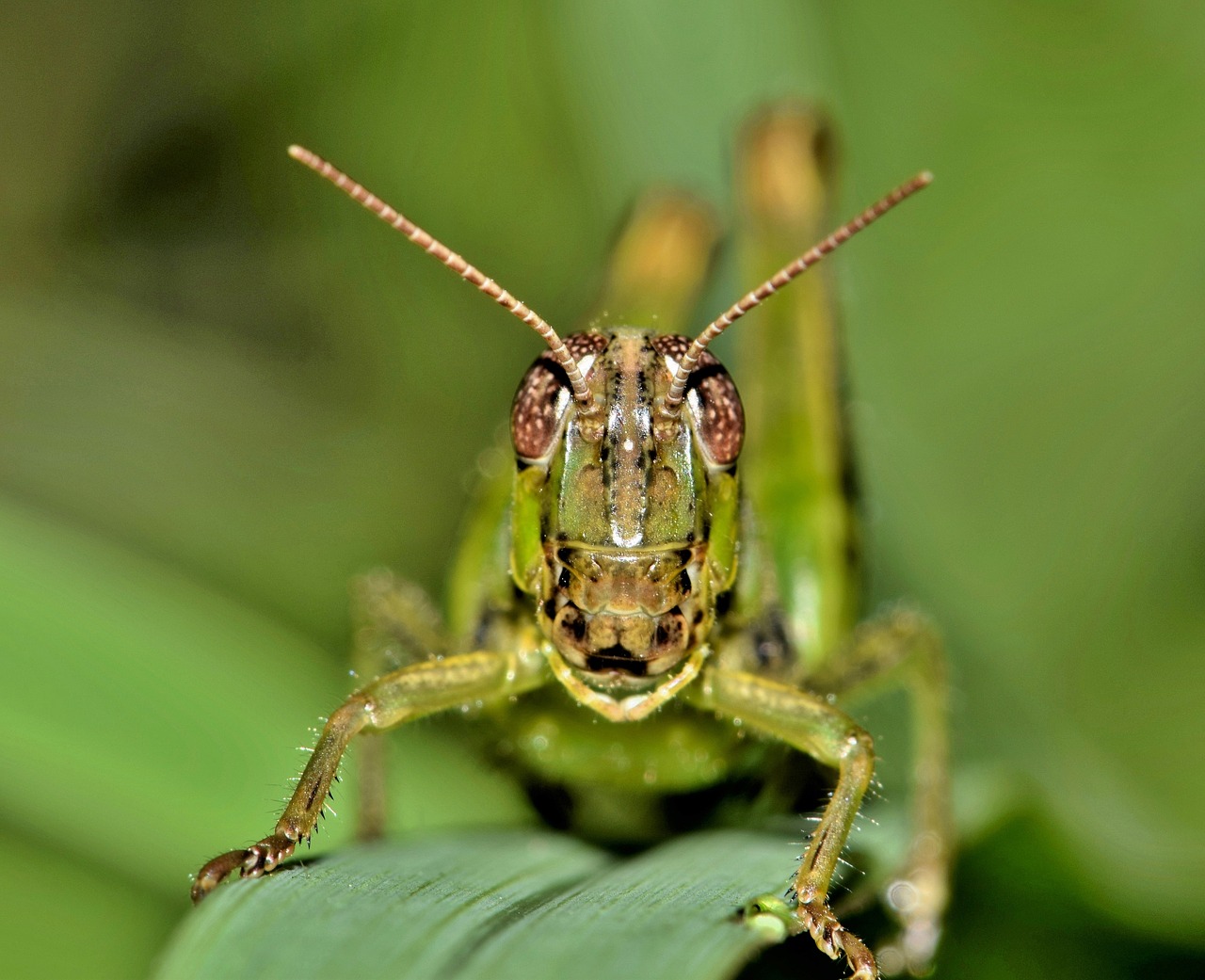 grasshopper hopper insect free photo