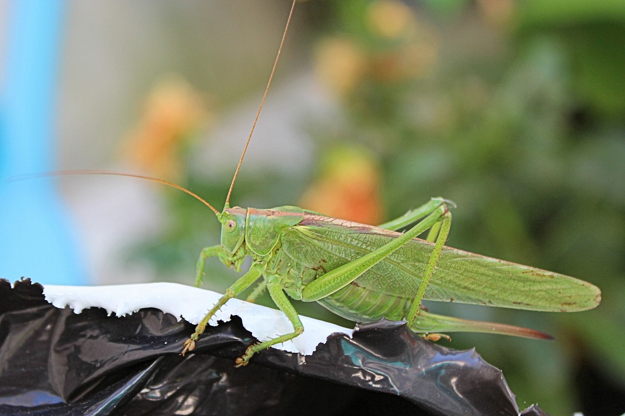 grasshopper insect green free photo