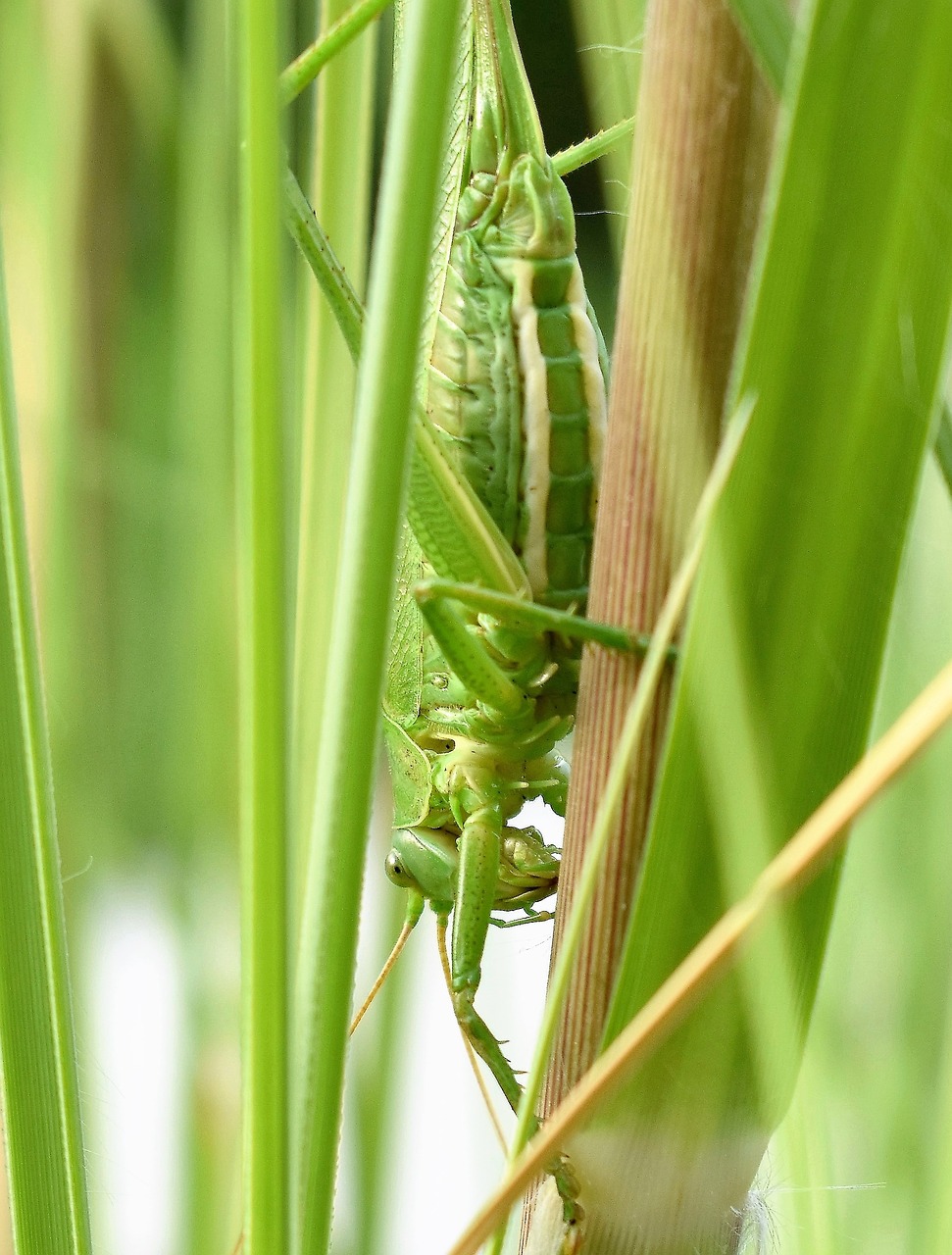 grasshopper animal insect free photo