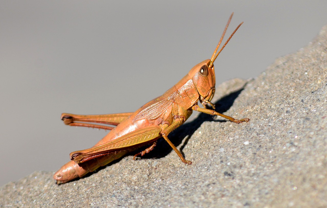 grasshopper nature insect free photo