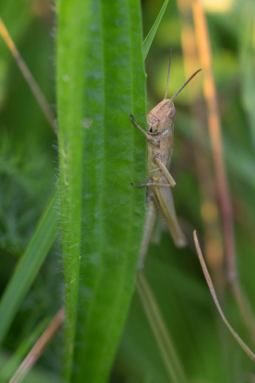 grasshopper grass meadow free photo