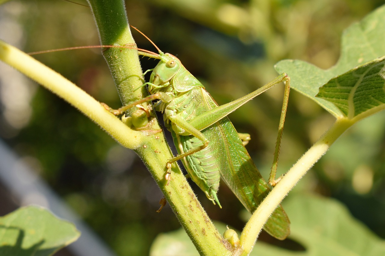 grasshopper animal insect free photo
