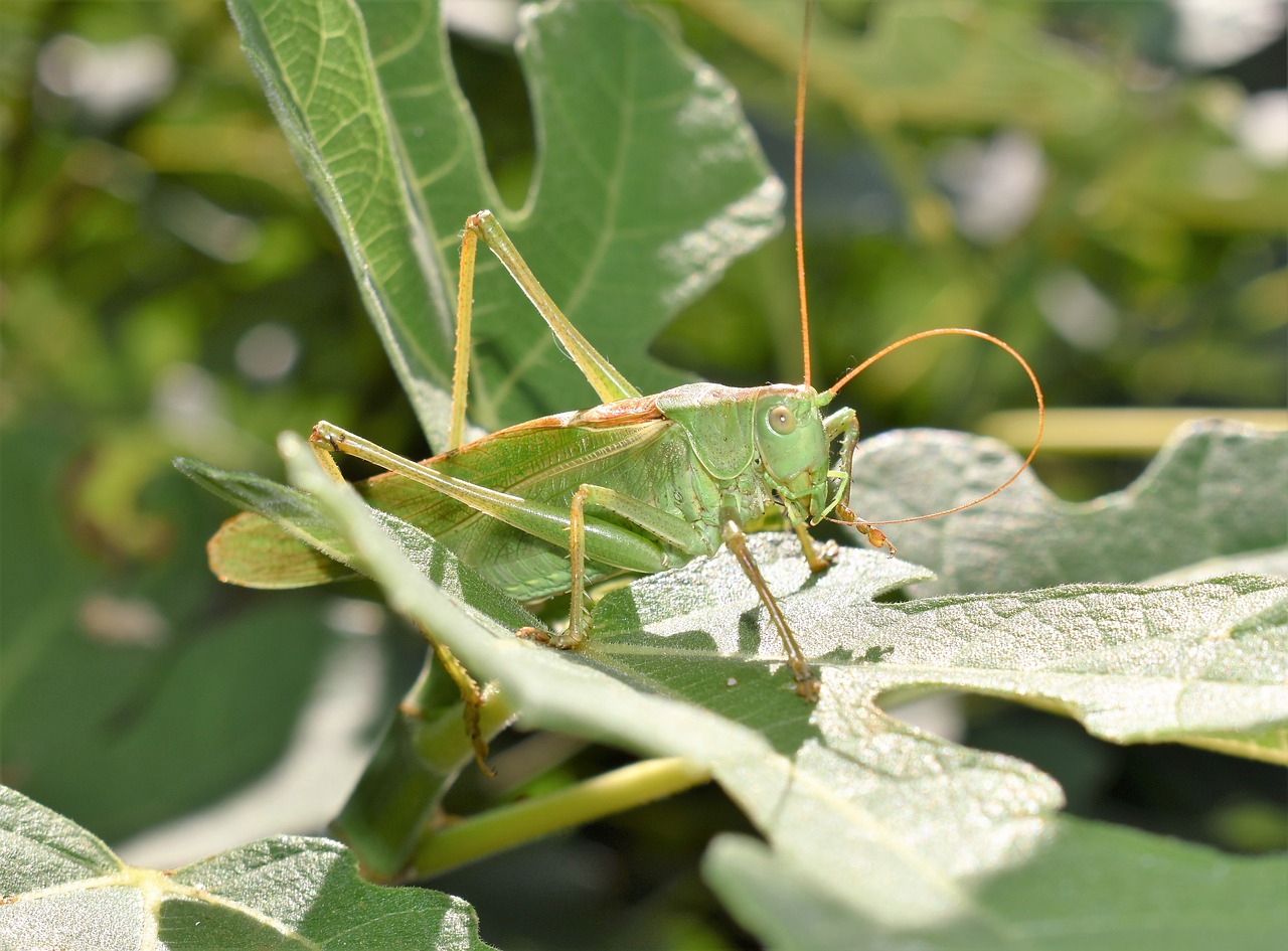 grasshopper animal insect free photo