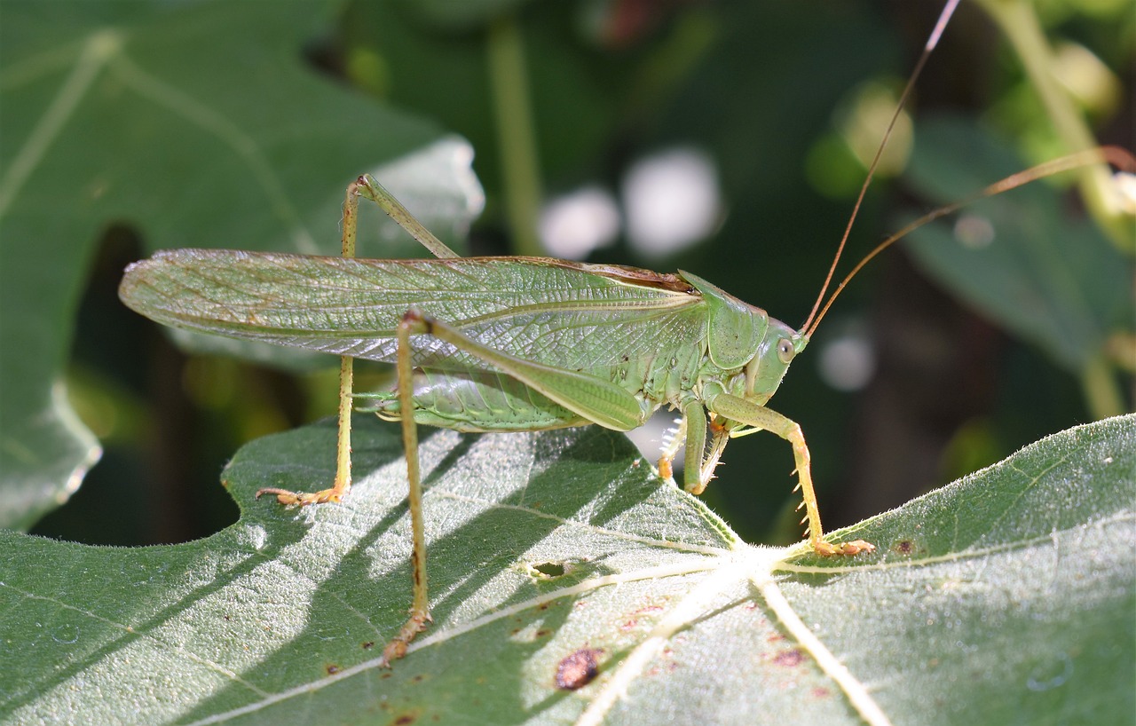 grasshopper green insect free photo