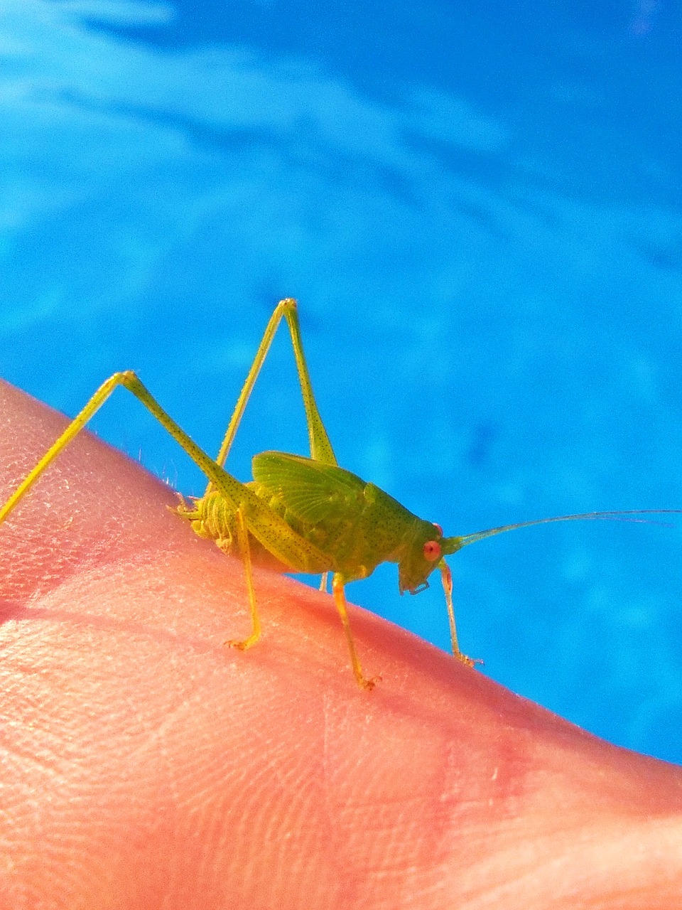 grasshopper lobster small free photo