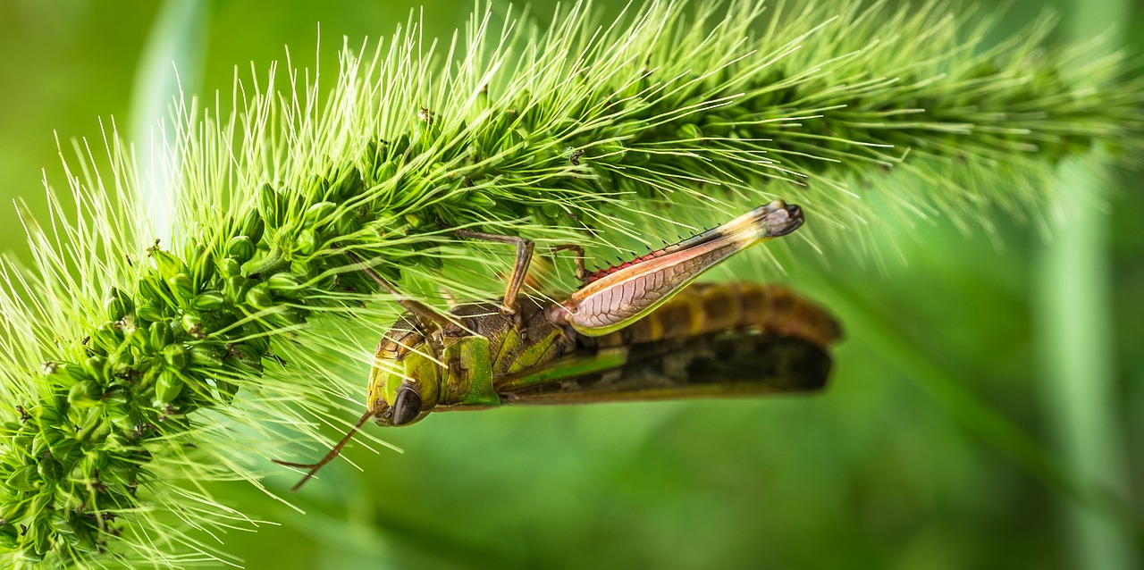 grasshopper insects nature free photo