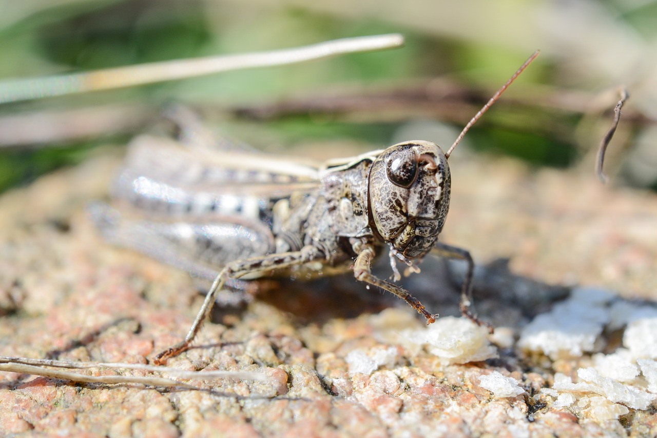 grasshopper macro insect free photo