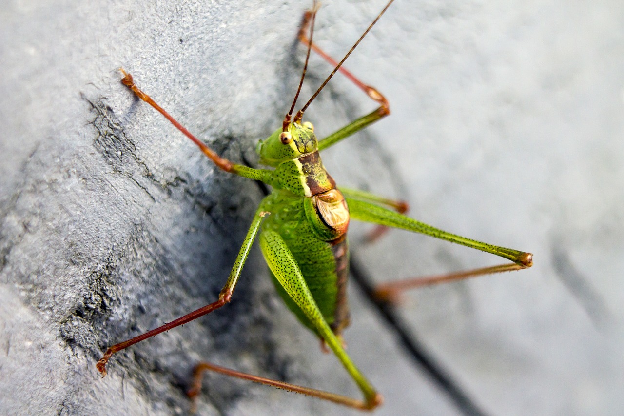 grasshopper green acid green free photo