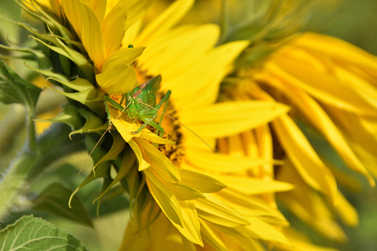 delicate insect grasshopper insect free photo