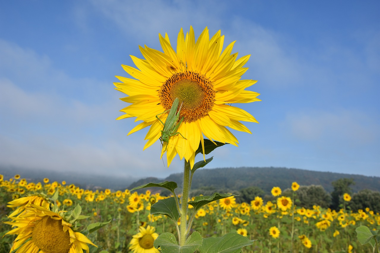 delicate insect grasshopper sun flower free photo