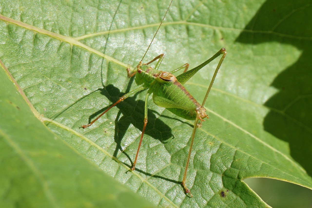 grasshopper green nature free photo