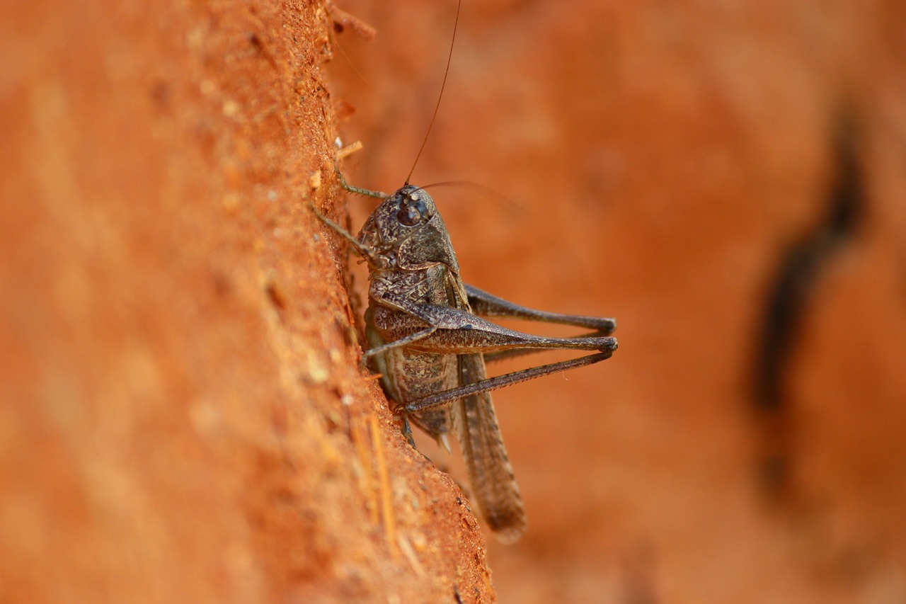 grasshopper insect animal free photo