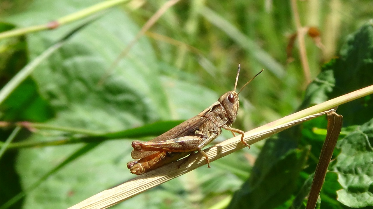 grasshopper insect grasshoppers free photo