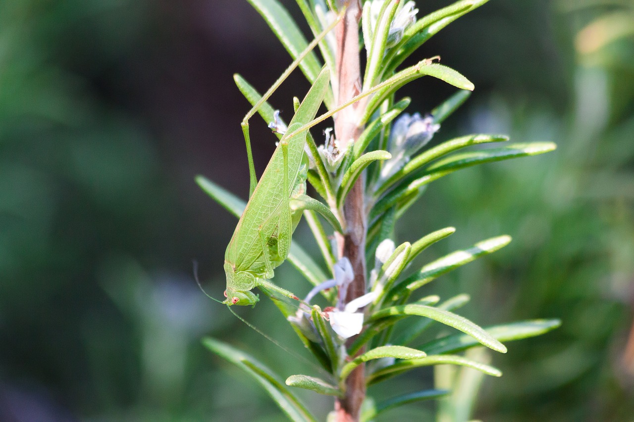 grasshopper insect green free photo