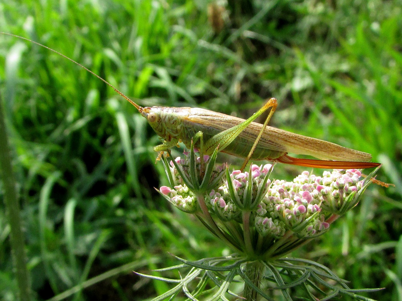 grasshopper insect animals free photo