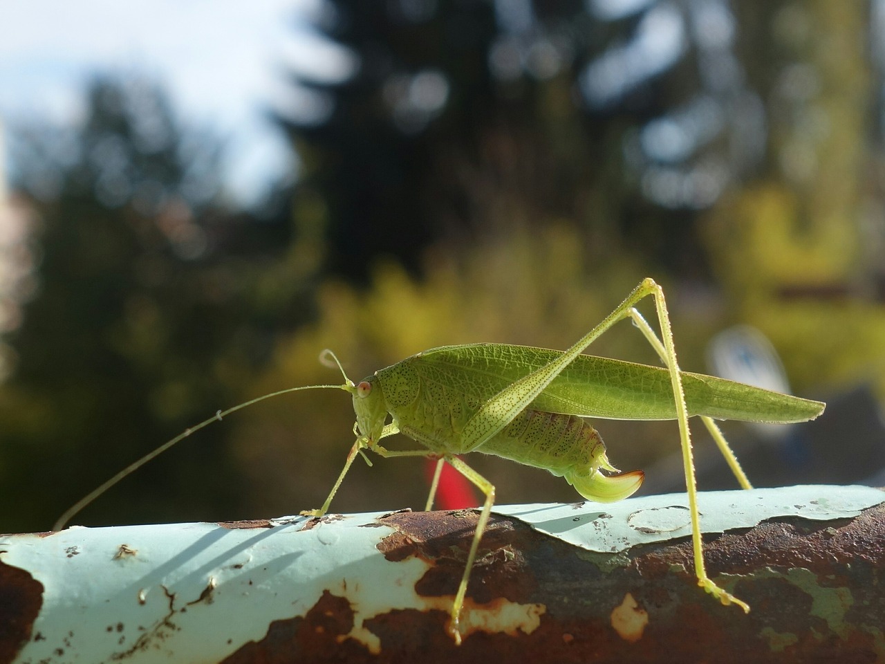 grasshopper katydid long probe shrink free photo