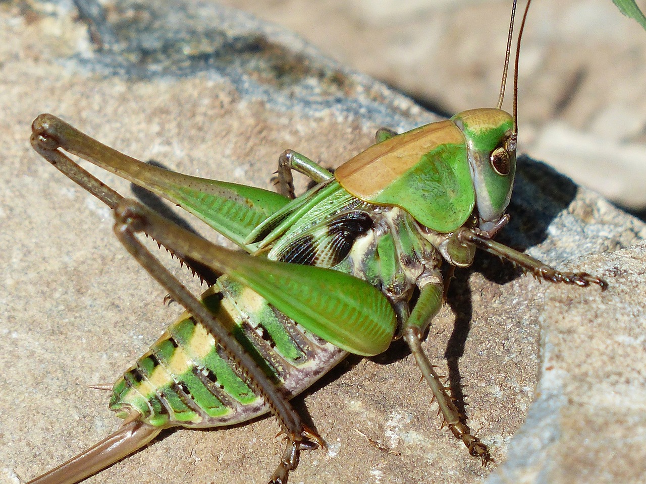 grasshopper green close free photo