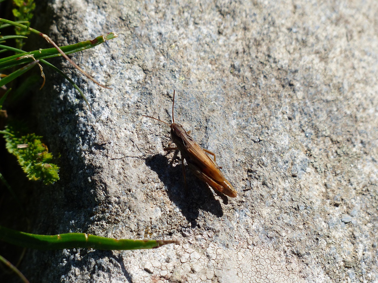 grasshopper brown small free photo