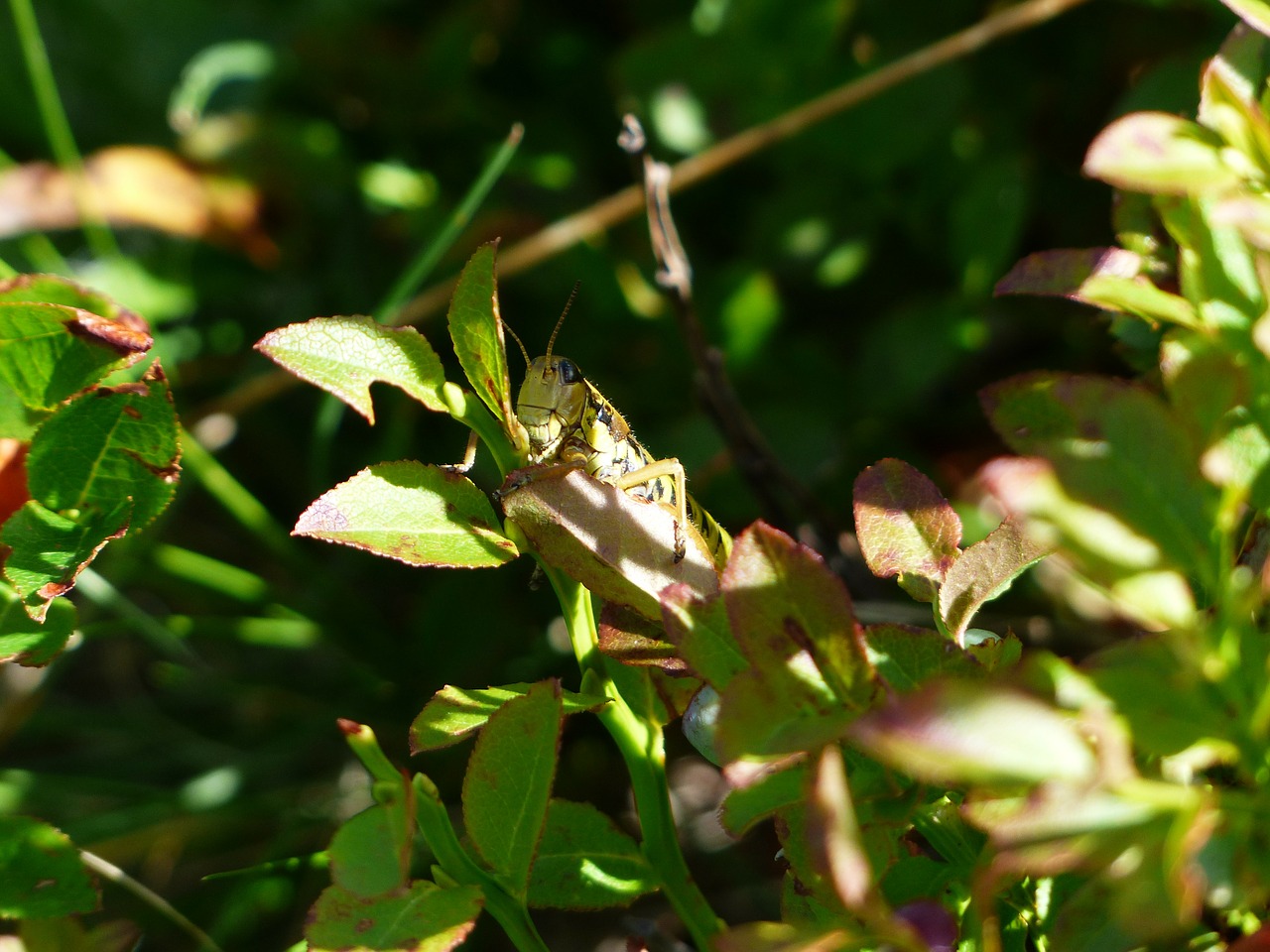 grasshopper disguised camouflage free photo
