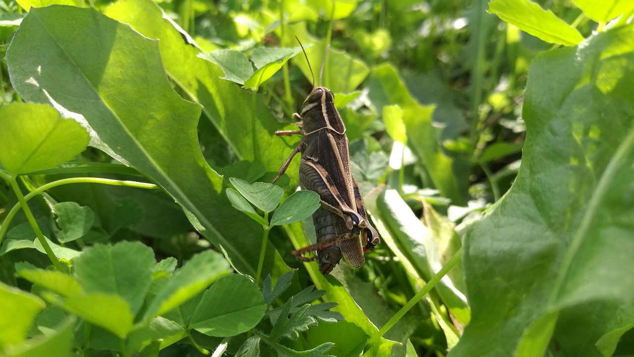 grasshopper insect nature free photo