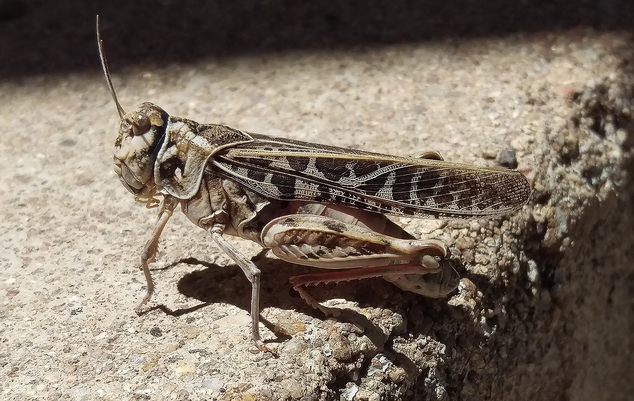 grasshopper insect bug free photo