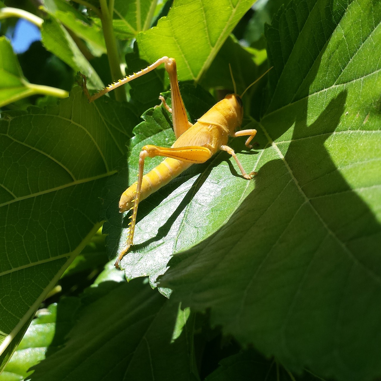 grasshopper yellow insect free photo