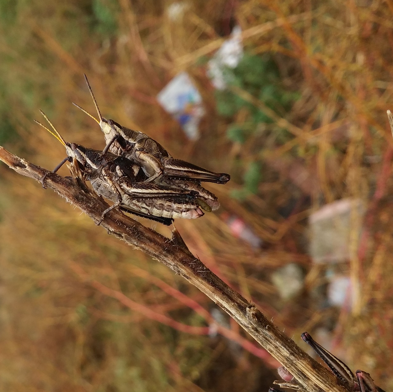 grasshopper mating chapulin free photo