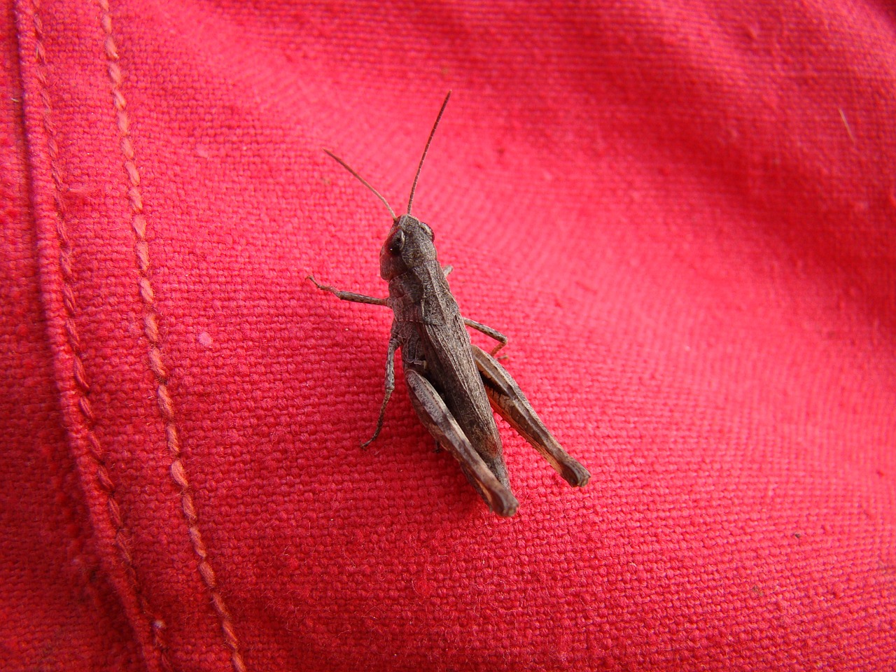 grasshopper brown insect free photo