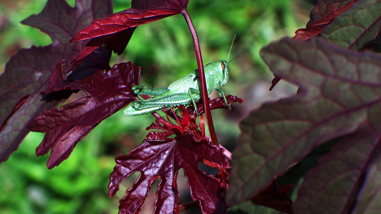 grasshopper insect red free photo