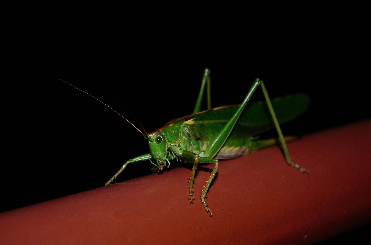 grasshopper insect tettigonia viridissima free photo
