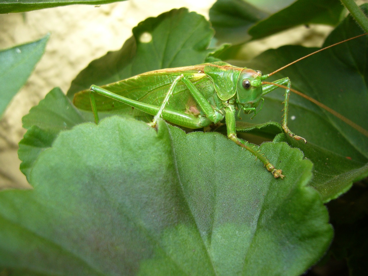 grasshopper nature caelifera free photo