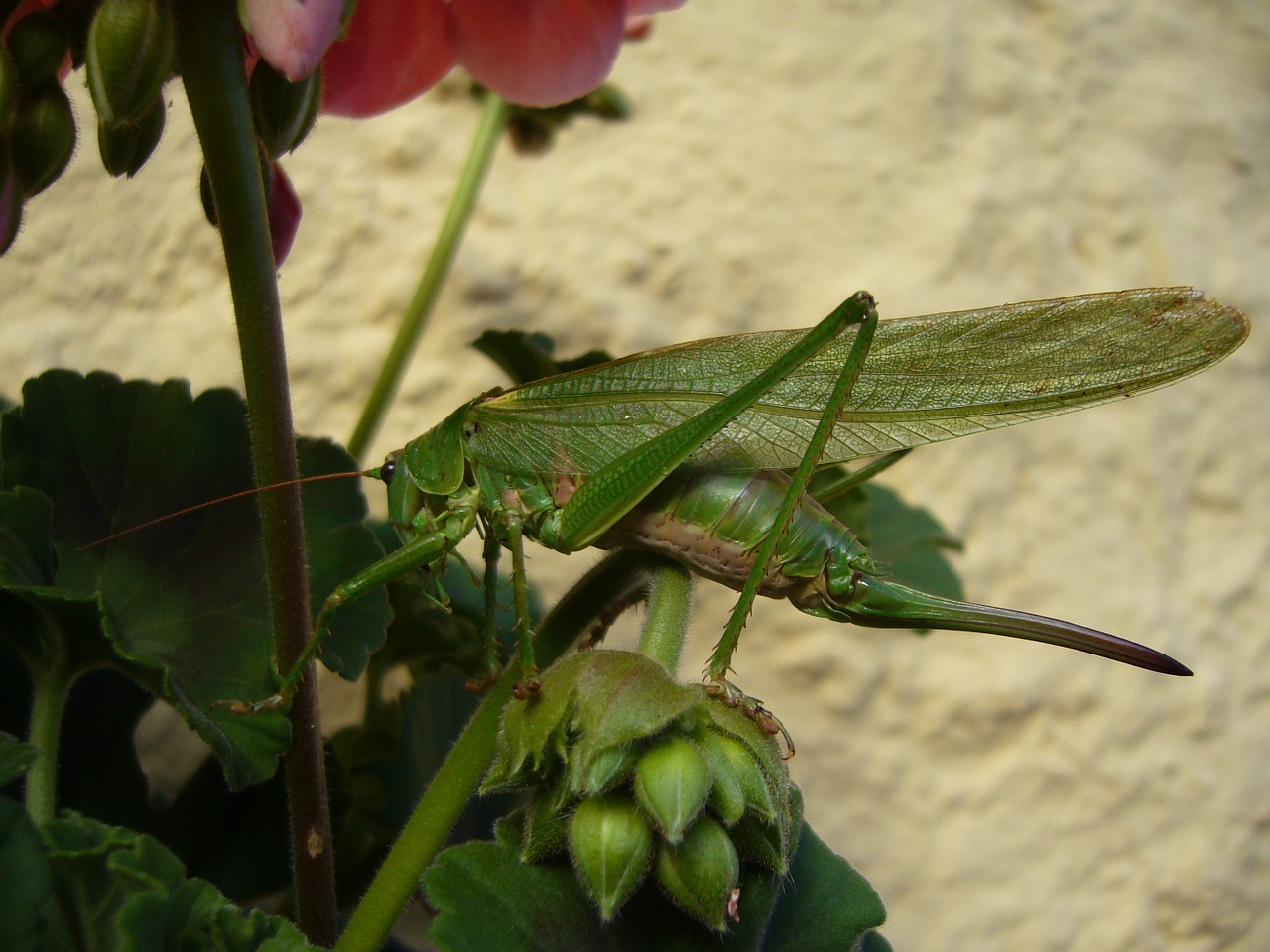 grasshopper nature caelifera free photo