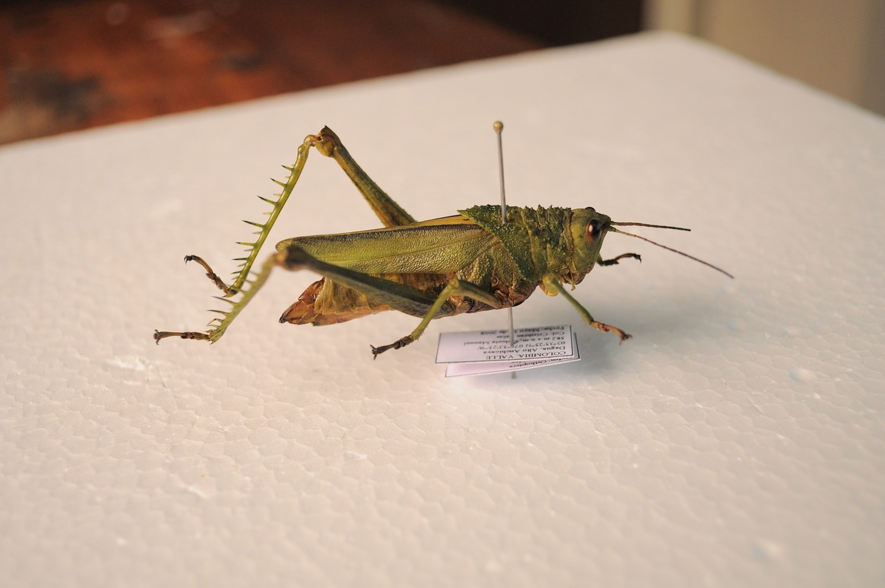 grasshopper insect entomology free photo