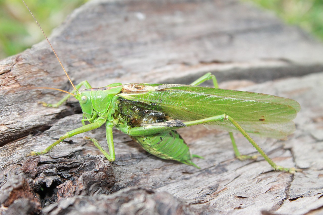 grasshopper wood insect free photo