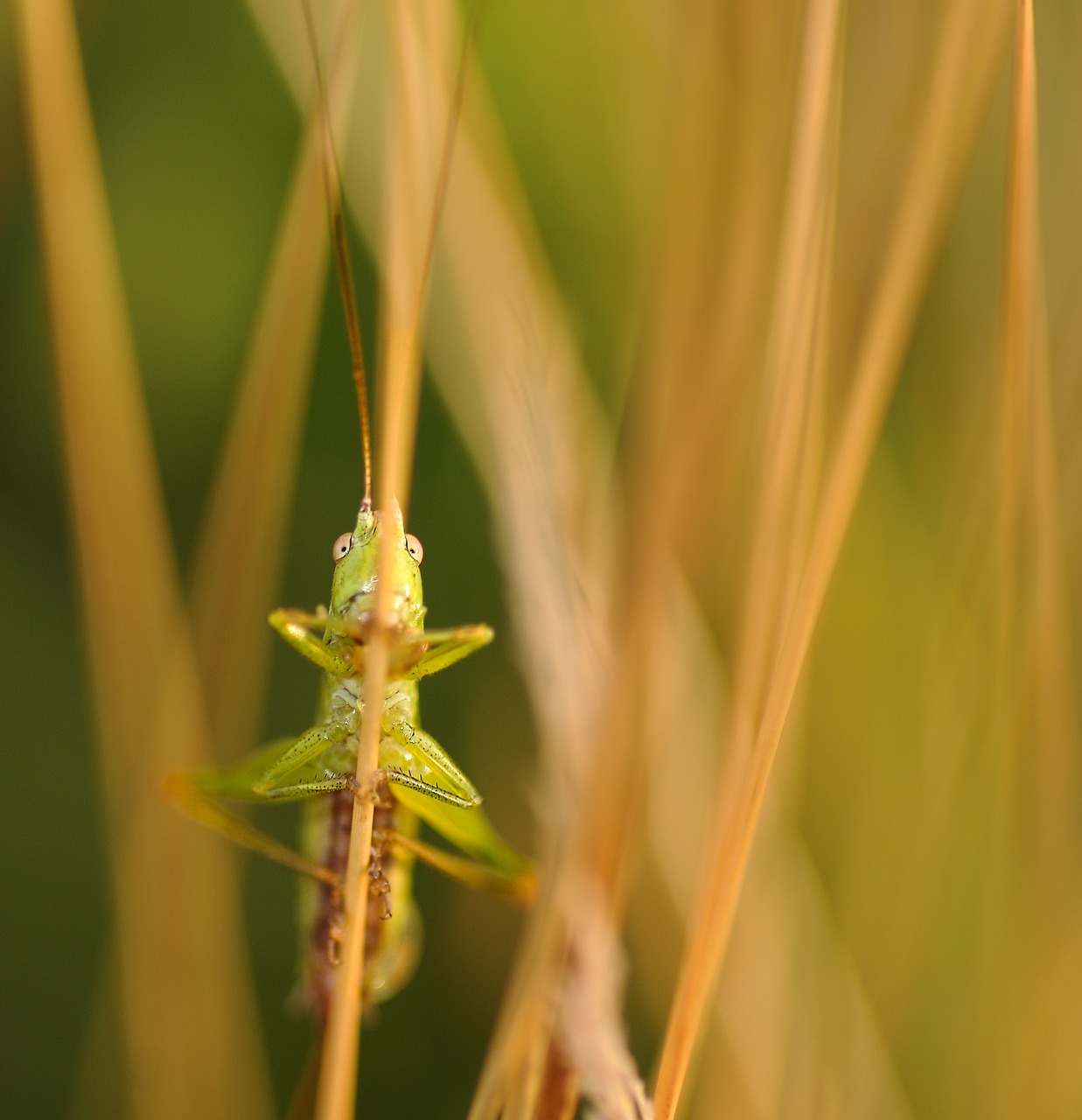 grasshopper insect macro free photo