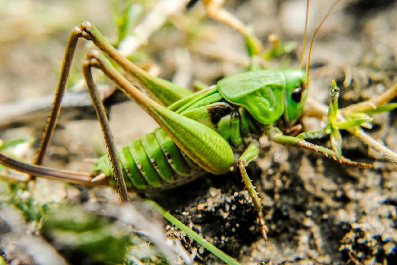 grasshopper konik field free photo
