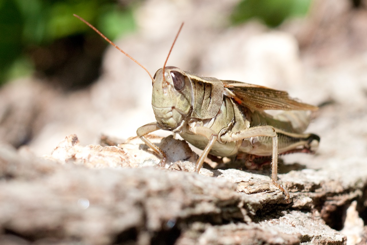 grasshopper nature insect free photo