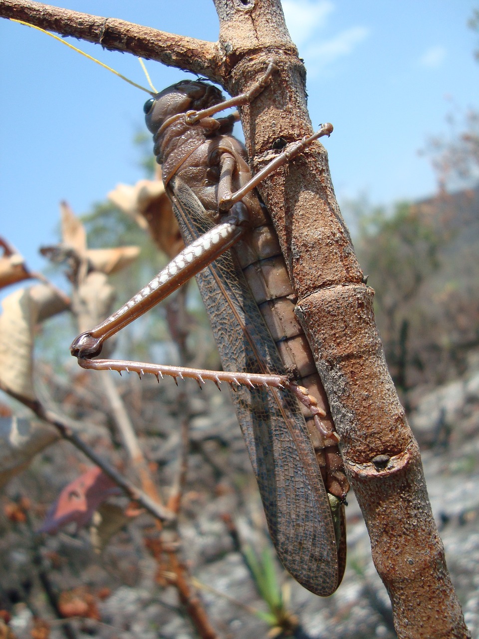 grasshopper insect cerrado free photo