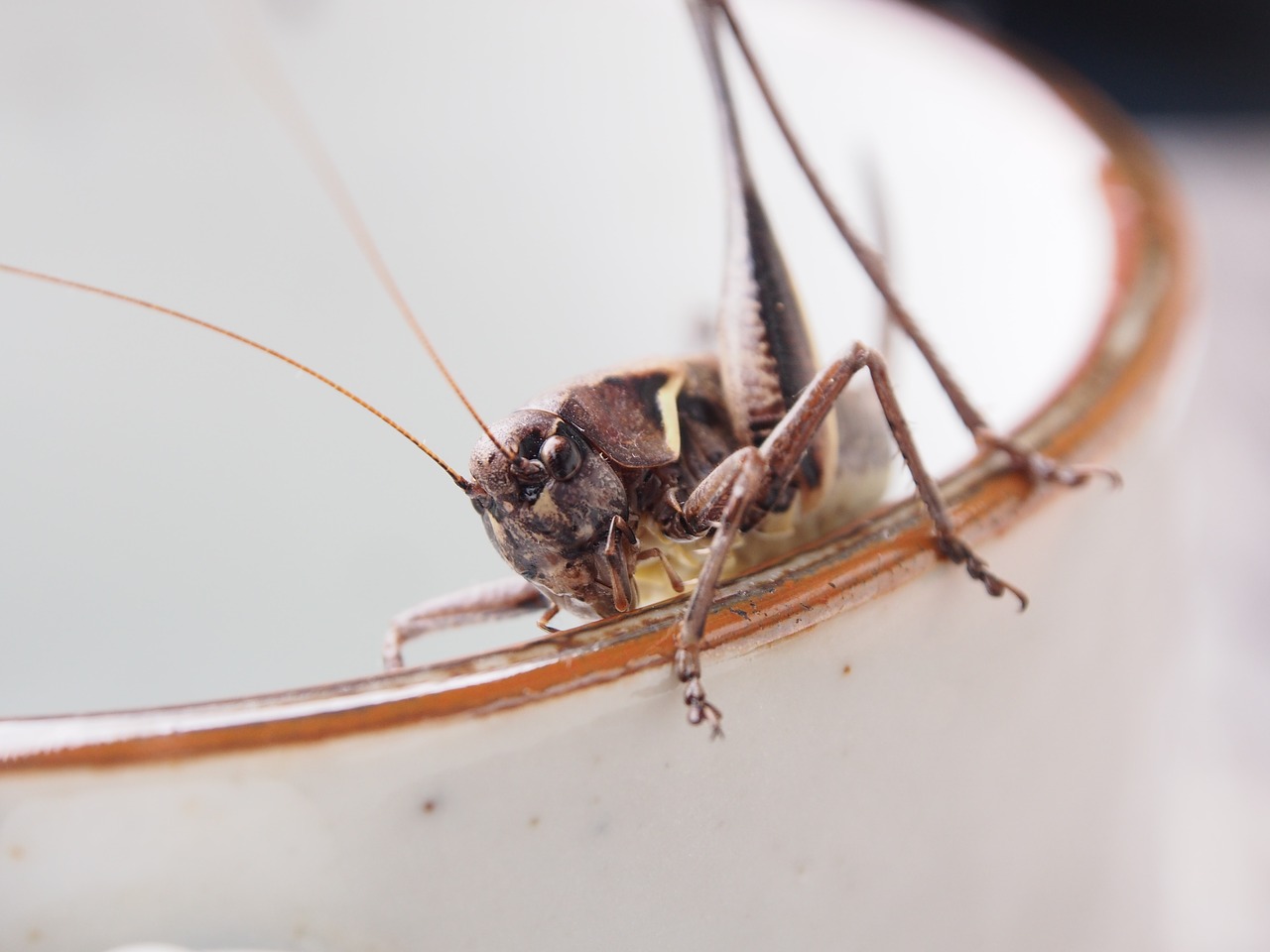 grasshopper insect macro free photo