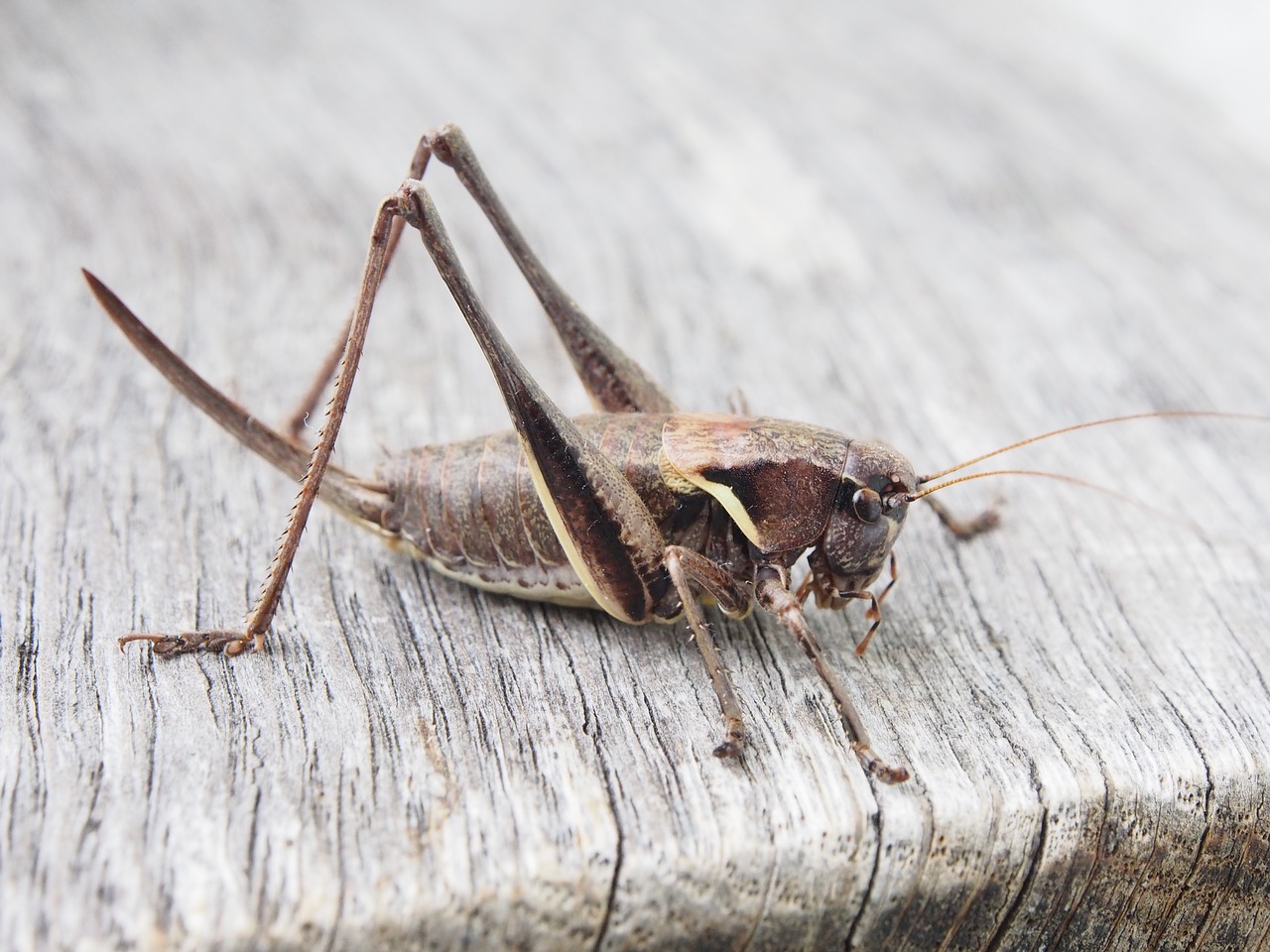 grasshopper insect wood free photo