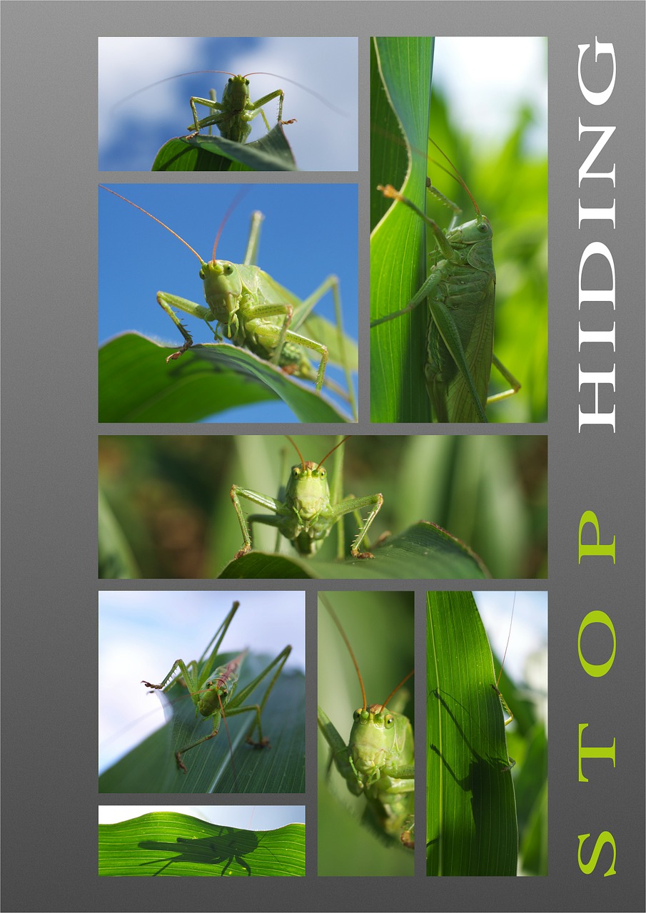 grasshopper grille collage free photo