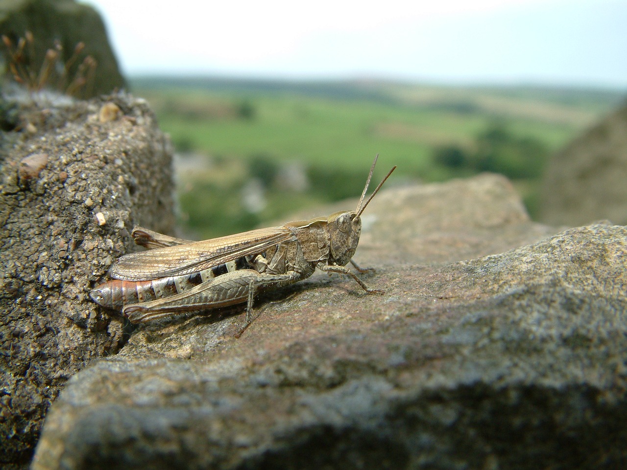 grasshopper insect nature free photo