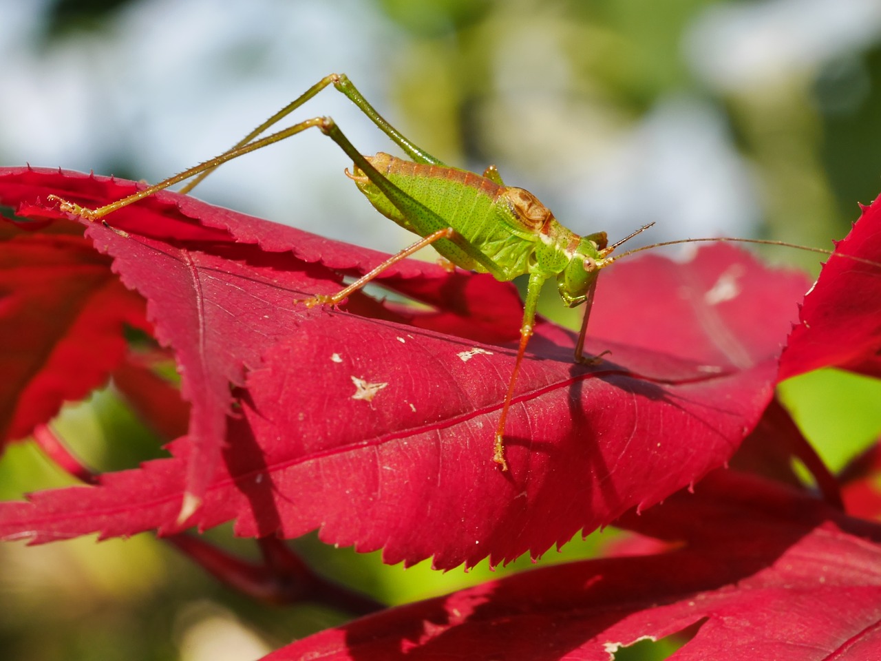 grasshopper maple leaf color contrast free photo