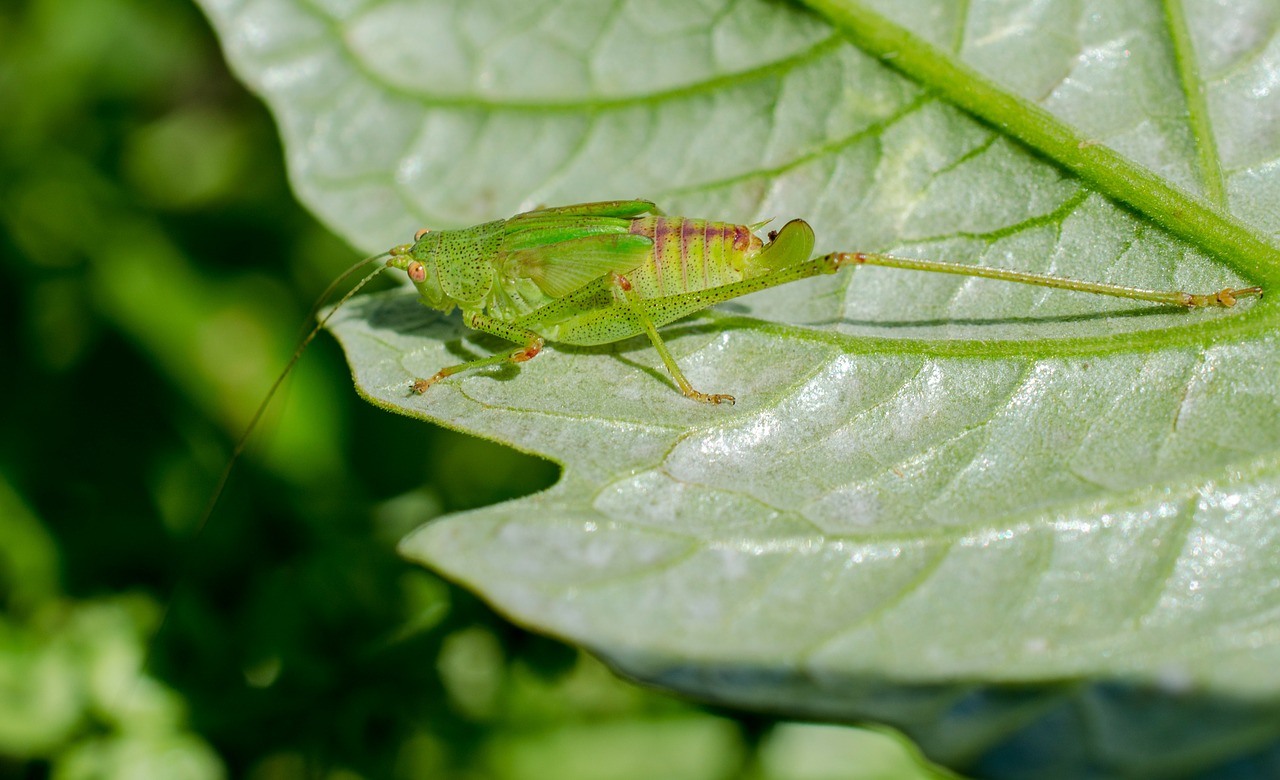 grasshopper macro green free photo