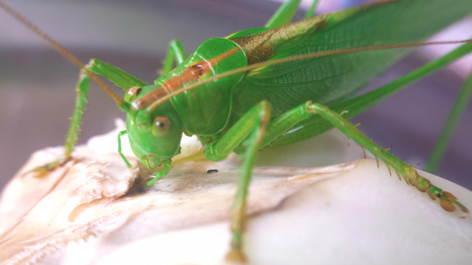 grasshopper cricket green free photo