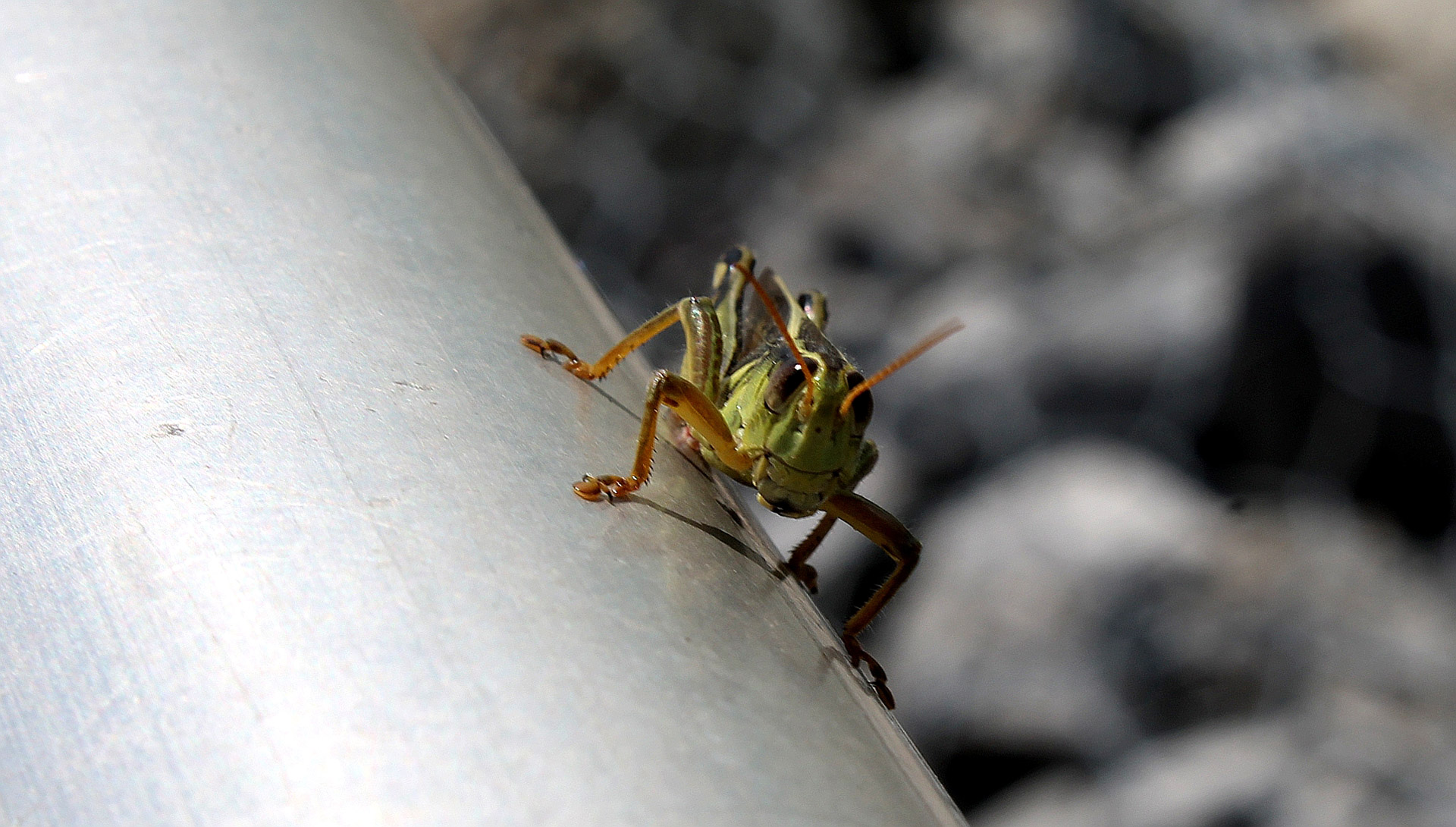 grasshopper closeup green free photo